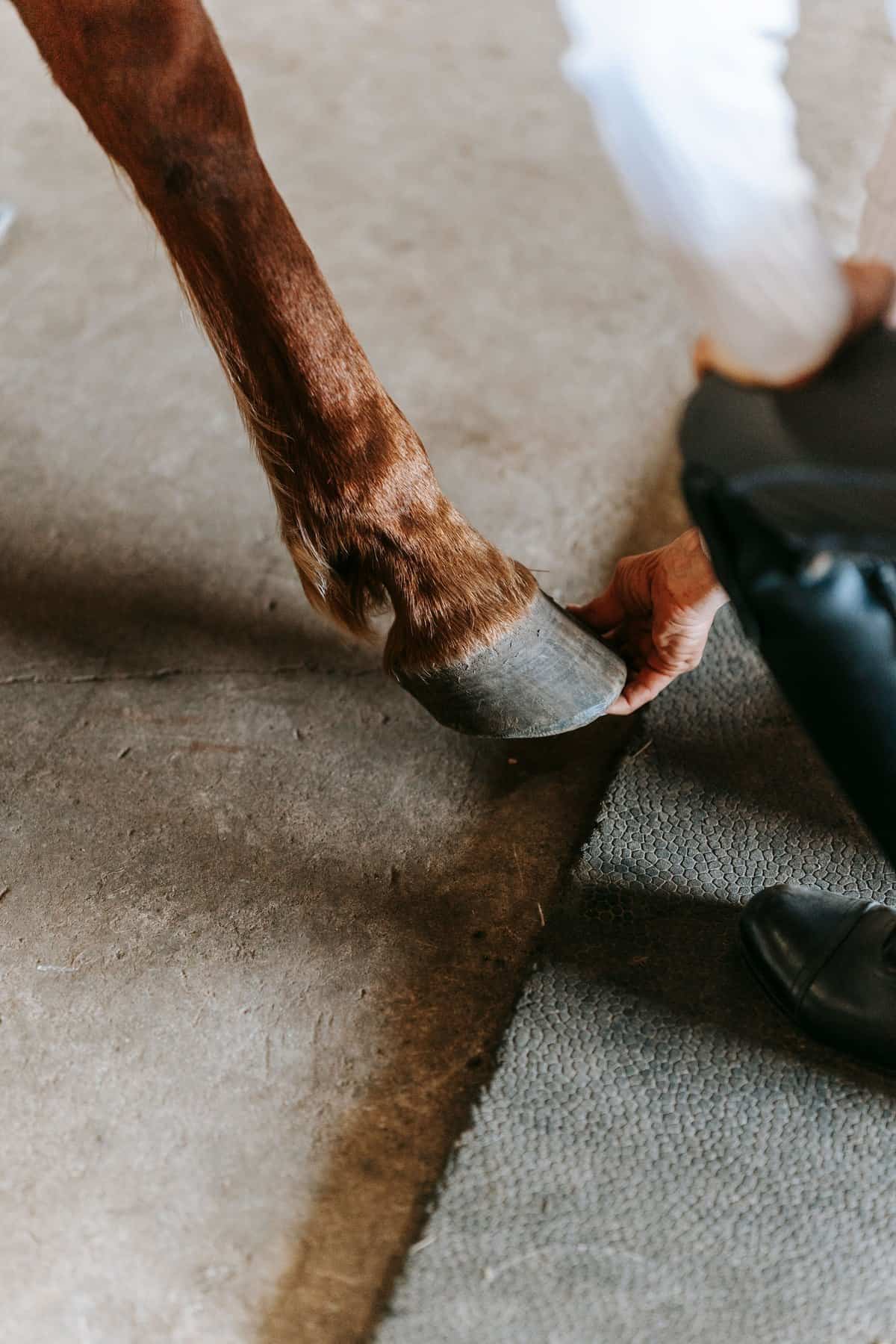 Healthy horse hoof close-up being inspected during farrier care